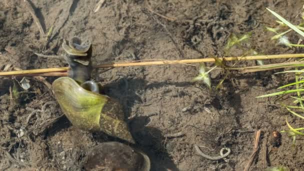 O caracol da lagoa se arrasta em um fundo do reservatório — Vídeo de Stock