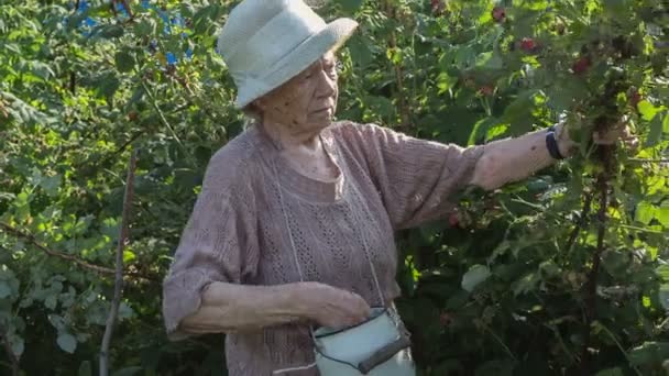 Бабушка в возрасте 90 лет собирает малину — стоковое видео