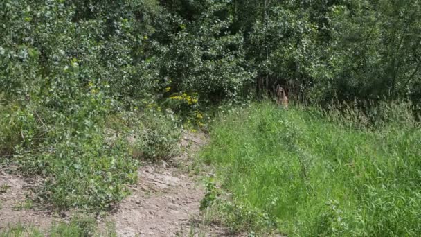 Due donne riuniscono la fragola selvatica su un prato — Video Stock