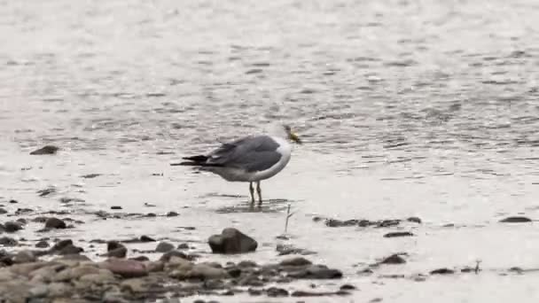 Seagull walks along the river bank — Stock Video
