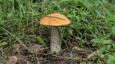 Turuncu-cap çörek adam keser