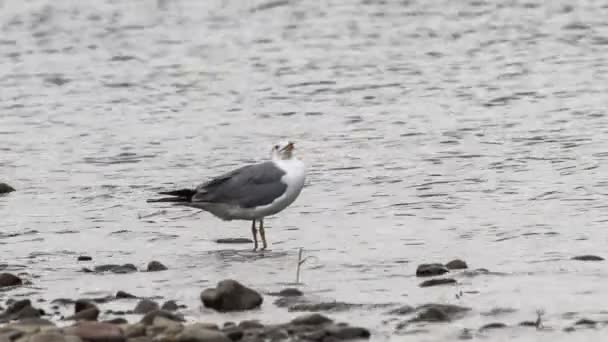 Seagull walks along the river bank — Stock Video