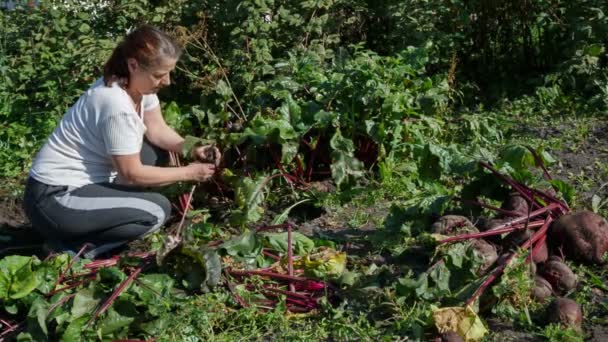 Femme jardinier enlève les betteraves dans votre jardin — Video