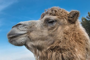 Deve başı mavi gökyüzü arkaplanına yakın