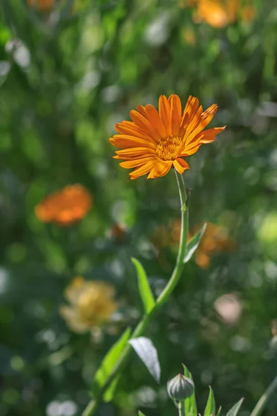 Πορτοκαλί Λουλούδι Καλέντουλας Officinalis Καλέντουλα Γλάστρα Κοντινό — Φωτογραφία Αρχείου