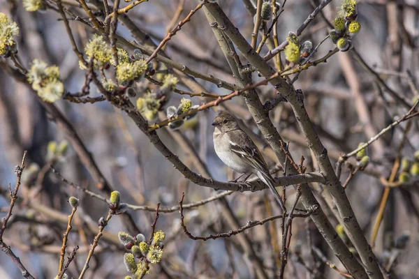 Female Finch Sits Blossoming Willow Branches — Stock Photo, Image