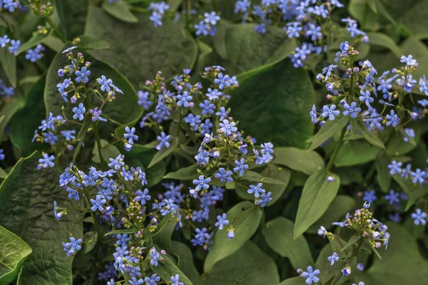 Blue Forget Flowers Bloom Early Spring — Stock Photo, Image