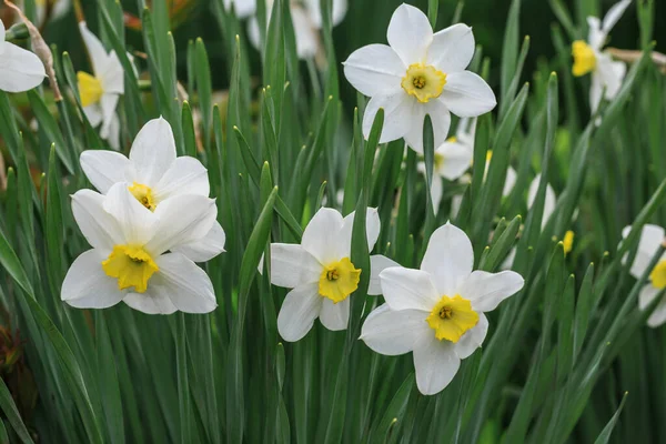 Narciso Blanco Floreciendo Principios Primavera —  Fotos de Stock