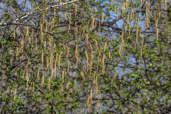 Birkenohrringe Blühende Birkenzweige Frühling Aus Nächster Nähe — Stockfoto