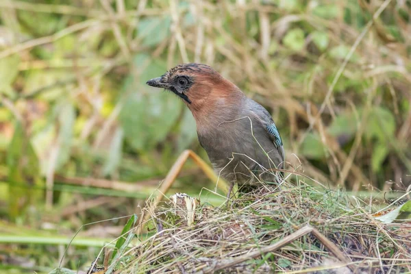 Jay Zit Verwelkte Grassen Herfst Rechtenvrije Stockafbeeldingen