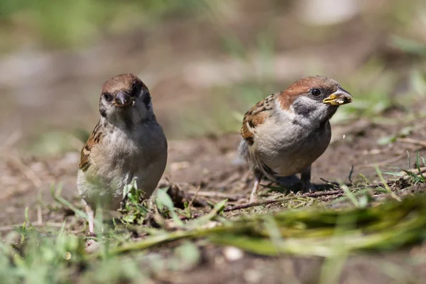 Drzewo Wróbel, passer montanus — Zdjęcie stockowe