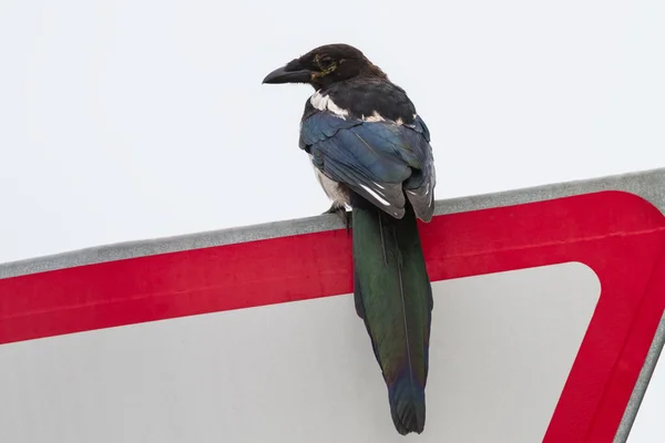 Magpie — Stock Photo, Image