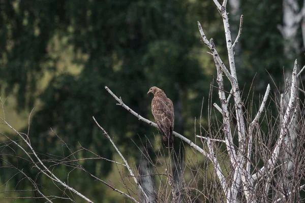 Buzzard de mel, Pernis apivorus — Fotografia de Stock