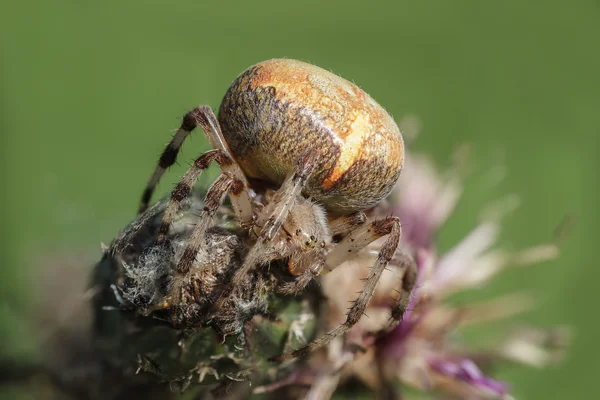 Spinne — Stockfoto