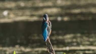 Kingfisher