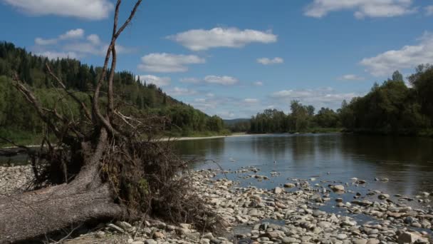 Río de montaña — Vídeo de stock