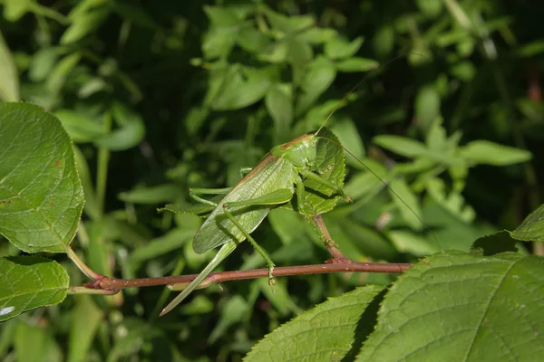 Saltamontes —  Fotos de Stock