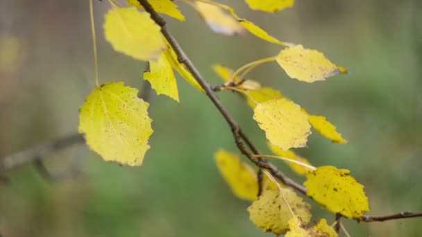 Hojas de otoño — Vídeo de stock