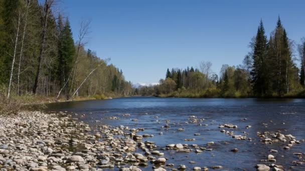 Fiume di montagna — Video Stock