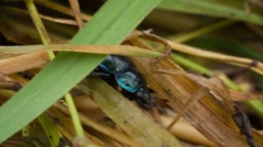 bokböceği böceği