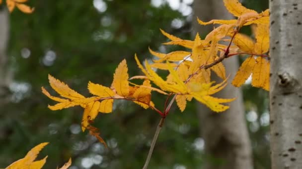 Herbstblätter — Stockvideo