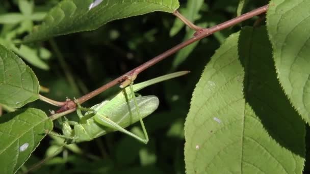 Saltamontes verdes — Vídeo de stock