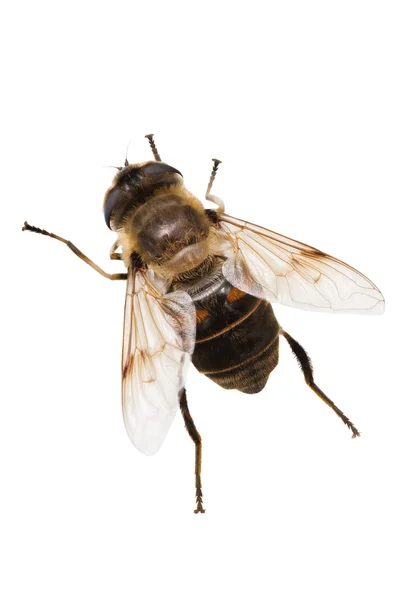 Пчеловидки tenax — стоковое фото