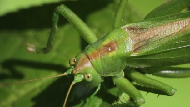 Green grasshopper — Stock Video