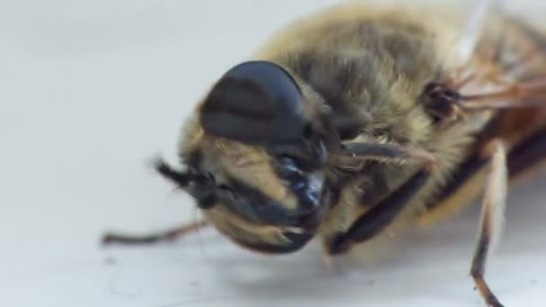 Eristalis tenax — стокове відео