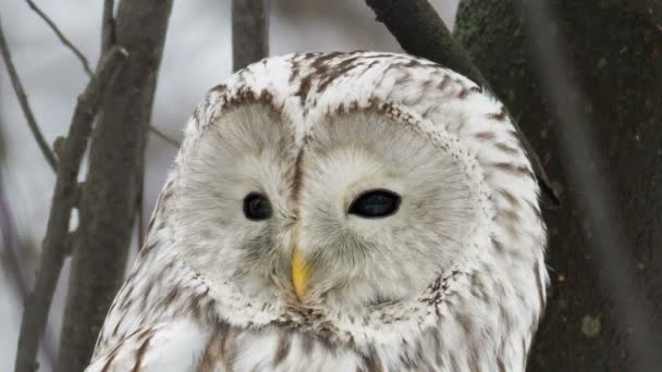 Ural owl — Stock Video