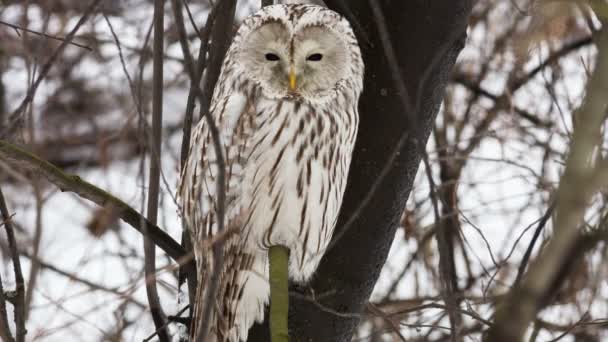 Ural owl — Stock Video