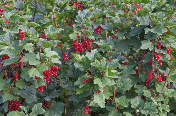 Red currant — Stock Photo, Image