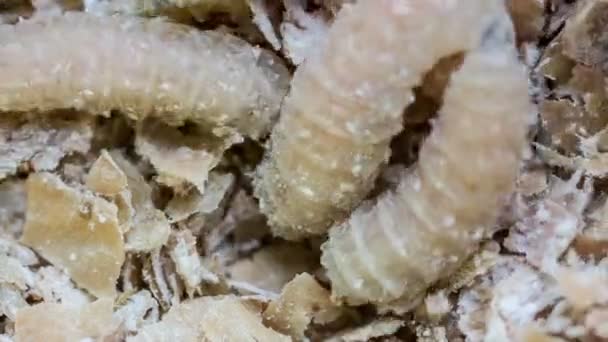 Screwworm larvas closeup — Vídeo de Stock