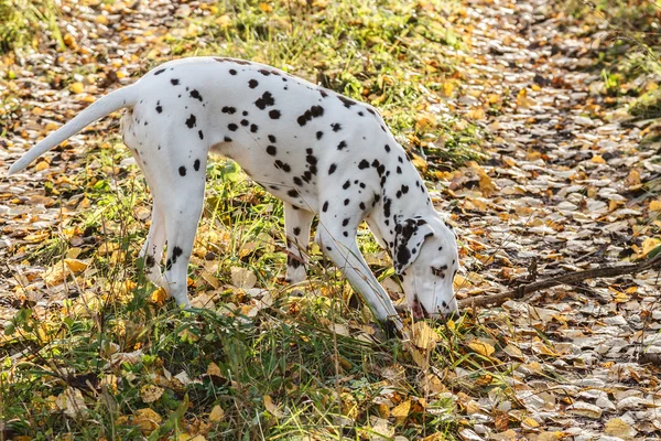 Dalmata — Stock Fotó