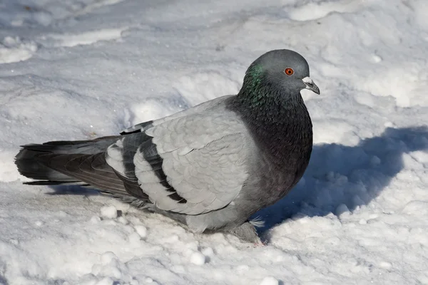 Pigeon — Stock Photo, Image