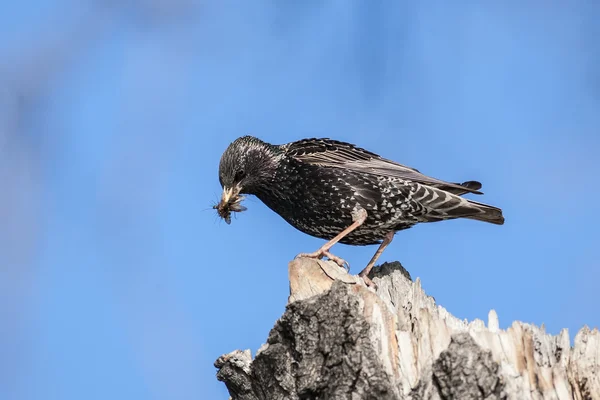 Starling — Stockfoto