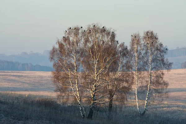 Zwarte korhoenders — Stockfoto