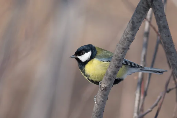 Great Tit — Stock Photo, Image