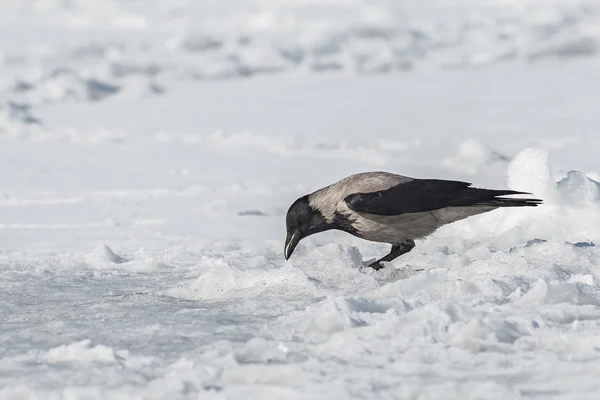 Grey crow — Stock Photo, Image