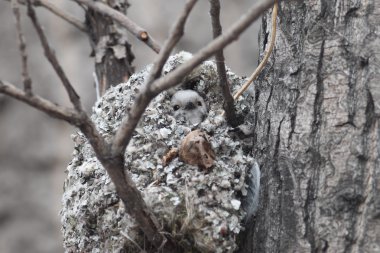 uzun kuyruklu baştankara