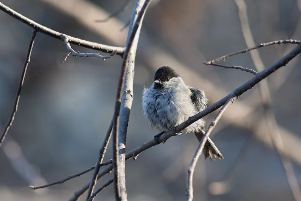 Chickadee — Stok fotoğraf