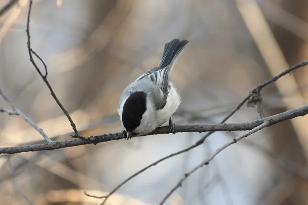 Chickadee — Stock Photo, Image