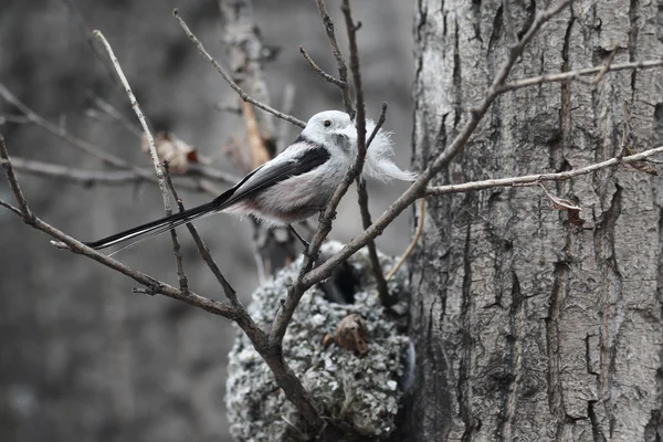 Stjärtmes — Stockfoto