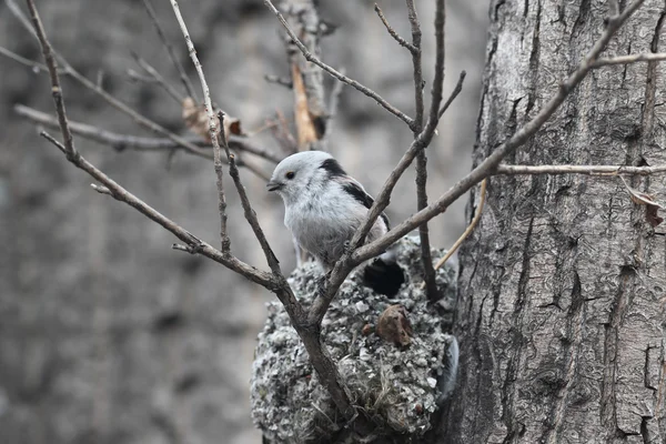 Stjärtmes — Stockfoto