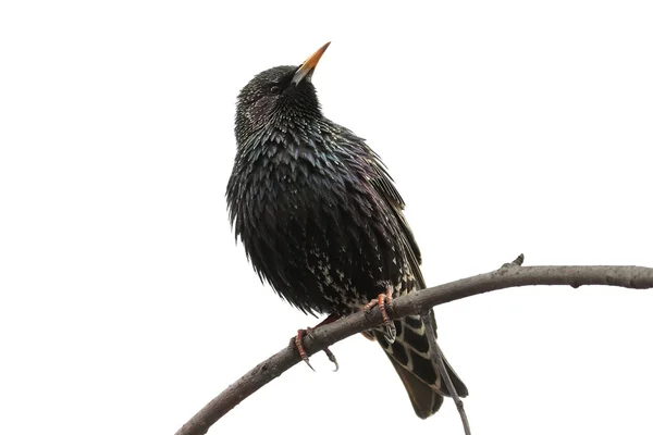 Starling — Stockfoto