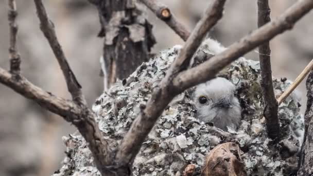 Μακράς-tailed tit — Αρχείο Βίντεο