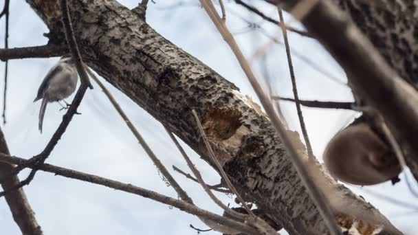 Chickadee. — Vídeos de Stock