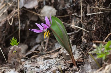 Erythronium sibiricum