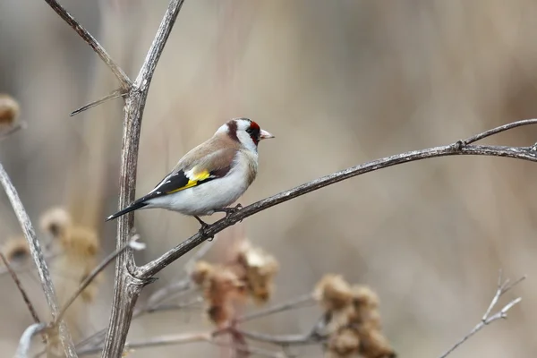 Goldfinch — Stock Photo, Image