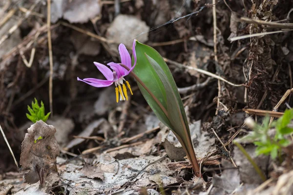 Eritronio sibiricum — Foto Stock